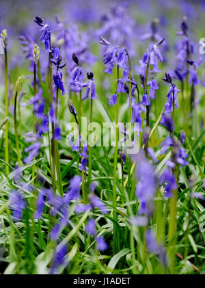 La molla del legno, Whalley, Lancashire, Regno Unito. 19 Aprile, 2017. Il tappeto di Bluebells che coprono il terreno nella primavera del legno, Whalley, Lancashire, Regno Unito. Foto di Paolo Heyes, mercoledì 19 aprile, 2017. Credito: Paolo Heyes/Alamy Live News Foto Stock