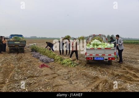 Liaocheng, Liaocheng, Cina. Xix Apr, 2017. Liaocheng, Cina-Aprile 19 2017: (solo uso editoriale. Cina OUT) a base vegetale dona ortaggi di più di 30.000 kg per scuole nella contea di Chiping, Liaocheng City, est della Cina di Provincia di Shandong, Aprile 19th, 2017. Credito: SIPA Asia/ZUMA filo/Alamy Live News Foto Stock