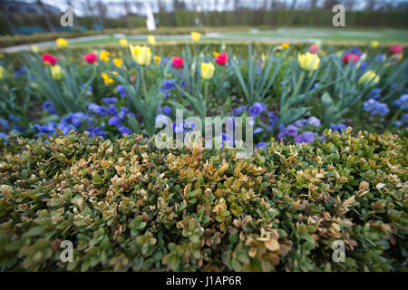 Hannover, Germania. Decimo Apr, 2017. Struttura di scatola di piante danneggiate da un fungo può essere visto presso i giardini storici di Herrenhaeuser Garten a Hannover, Germania, 10 aprile 2017. Foto: Sila Stein/dpa/Alamy Live News Foto Stock