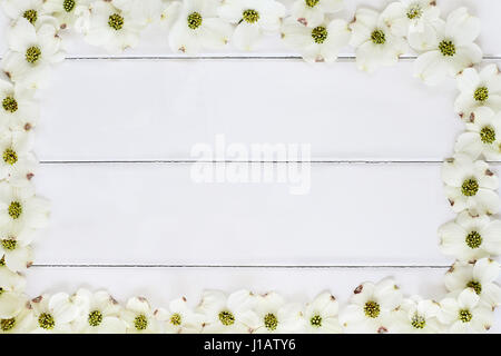 In prossimità della fioritura sanguinello blossoms oltre un legno bianco tavolo sfondo. Immagine ripresa dal di sopra con una copia dello spazio. Foto Stock