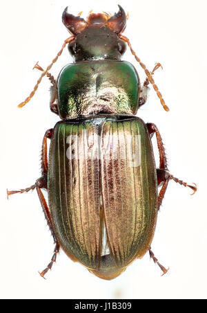 Terra verde Scarabeo Harpalus su sfondo bianco - Harpalus affinis Schrank (1781) Foto Stock