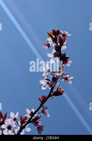 Fiore di Ciliegio a fioritura primaverile Foto Stock