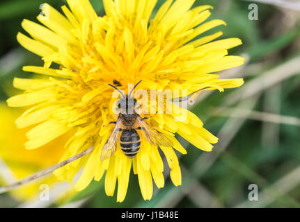 Un Colletes Ape su un dente di leone Foto Stock