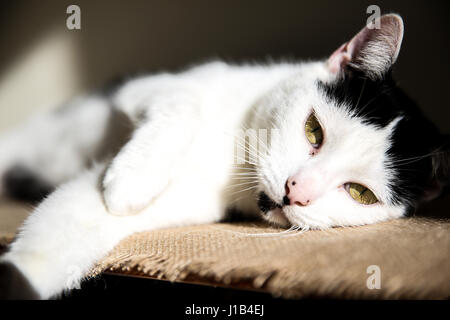 Fotografia di un bianco e nero gatto in illuminazione naturale Foto Stock