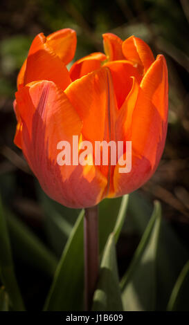 Vista laterale di un arancione principessa Irene tulip coltivazione di fiori in un giardino. Foto Stock