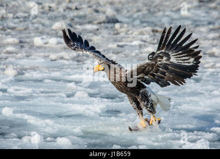 Aquila dalla coda bianca seduta sul ghiaccio. Giappone. Hakkaydo. Penisola di Shiretoko. Parco Nazionale di Shiretoko . Foto Stock