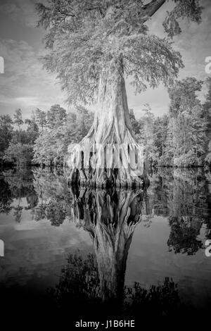 La riflessione di espansiva di radici di albero in fiume Foto Stock