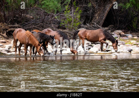 Cavalli selvaggi nella parte inferiore del fiume sale Tonto National Forest vicino a Mesa, Arizona USA Foto Stock