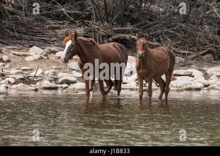 Cavalli selvaggi nella parte inferiore del fiume sale Tonto National Forest vicino a Mesa, Arizona USA Foto Stock