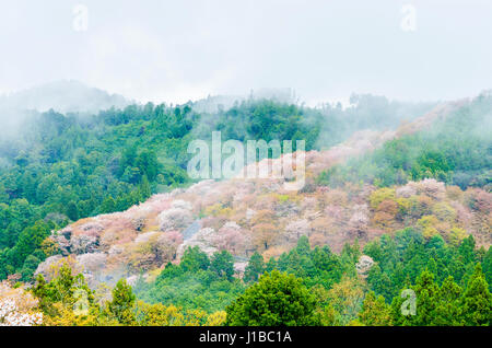 Fiore di Ciliegio sul monte yoshino in mattina a Nara, Giappone Foto Stock