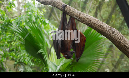 Frutto Bat/ MegaBat/ Indiano flying fox/ Pipistrelli/ Bat in appoggio su albero/ Pteropus vampyrus/ del Vecchio Mondo pipistrelli della frutta/ volpi volanti/ erbivoro/ Bat appesi Foto Stock