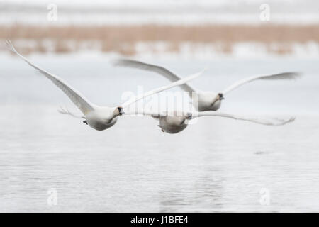 Trumpeter Swans / Trompeterschwaene ( Cygnus buccinatore ), coppia col giovane, battenti vicino sopra l'acqua, Scatto frontale, Wyoming negli Stati Uniti. Foto Stock