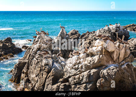 Ocean rocce con pellicani marroni a Vina del Mar, Cile Foto Stock