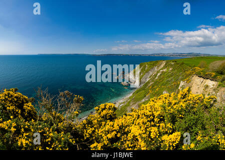 Cornwalls Gorse contrasta perfettamente con il verde blu del mare e del cielo su una passeggiata lungo il sud ovest Sentiero costiero Foto Stock