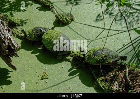 Ventre giallo cursore tartarughe ricoperte da alghe crogiolarsi su log in Carolina del Sud palude mentre appaiono essere camuffato. Foto Stock