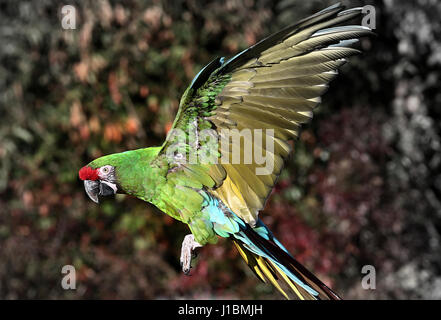 Sud America macaw militare (Ara militaris) in volo Foto Stock
