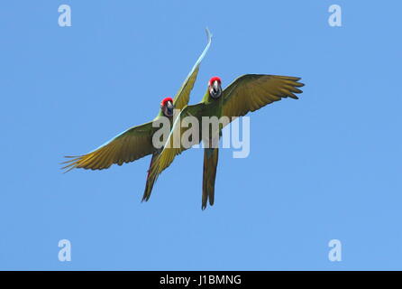 Coppia di Sud Americano macaws militare (Ara militaris) in volo vicino Foto Stock