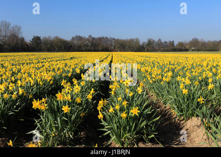 I campi della molla daffodil fiori, fenland campo vicino spalding town, lincolnshire; Inghilterra; Regno Unito Foto Stock