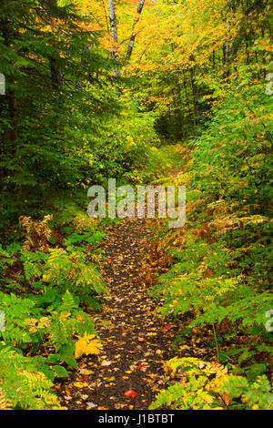 Sentiero forestale, Brule River State Forest, Wisconsin Foto Stock