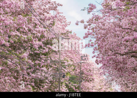Rosa Tabebuia rosea fiore sulla parte superiore della struttura che fiorire in estate. In Tailandia chiamati Chompoo Pantip o Thailandia Sakura. Foto Stock