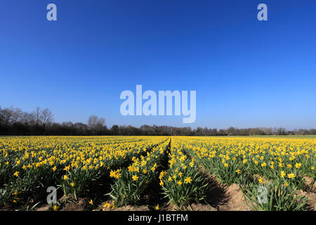 I campi della molla daffodil fiori, fenland campo vicino spalding town, lincolnshire; Inghilterra; Regno Unito Foto Stock