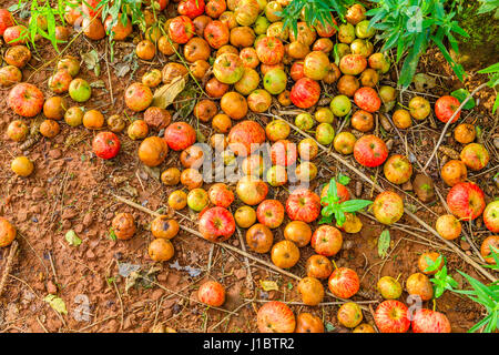 Diminuite le mele di Prince Edward Island, Canada Foto Stock