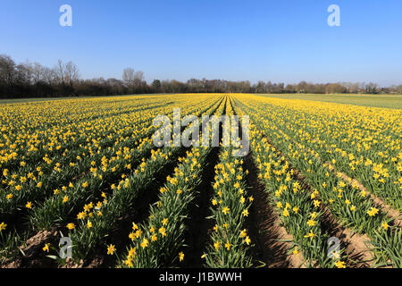 I campi della molla daffodil fiori, fenland campo vicino spalding town, lincolnshire; Inghilterra; Regno Unito Foto Stock