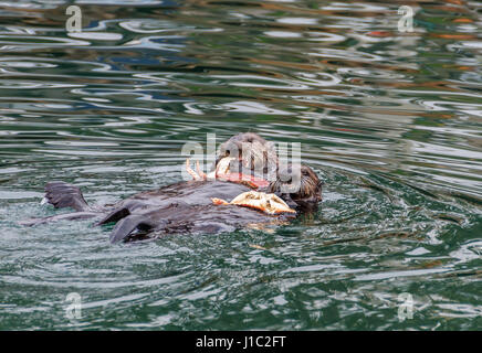 Una coppia di le lontre marine galleggiante sul loro dorso a Morro Bay mentre mangia polpa di granchio, i granchi in appoggio sul petto o tummies. Foto Stock