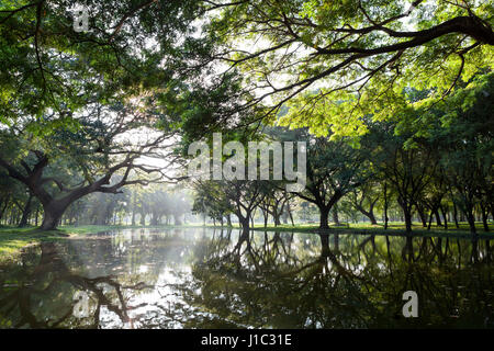 Samanea saman, grande albero di pioggia Foto Stock