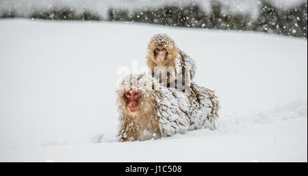 Mom Macaque giapponese con un bambino sulla schiena va alla primavera calda nella neve profonda. Il Giappone. Nagano. Jigokudani Monkey Park. Un'illustrazione eccellente Foto Stock