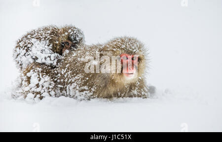 Mom Macaque giapponese con un bambino sulla schiena va alla primavera calda nella neve profonda. Il Giappone. Nagano. Jigokudani Monkey Park. Un'illustrazione eccellente Foto Stock