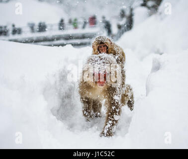 Mom Macaque giapponese con un bambino sulla schiena va alla primavera calda nella neve profonda. Il Giappone. Nagano. Jigokudani Monkey Park. Un'illustrazione eccellente Foto Stock