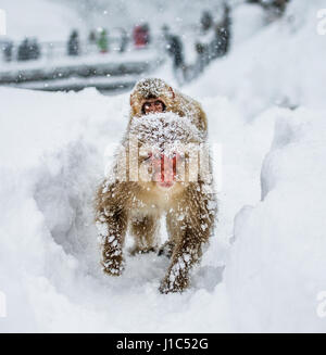 Mom Macaque giapponese con un bambino sulla schiena va alla primavera calda nella neve profonda. Il Giappone. Nagano. Jigokudani Monkey Park. Un'illustrazione eccellente Foto Stock