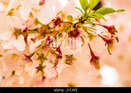 il ciliegio della collina giapponese del nord (Prunus sargentii) fiorisce in primavera Foto Stock