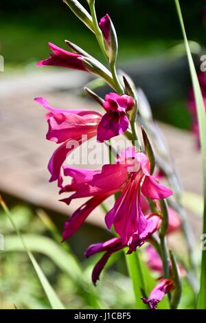 Gladiolus italicus fiore Foto Stock