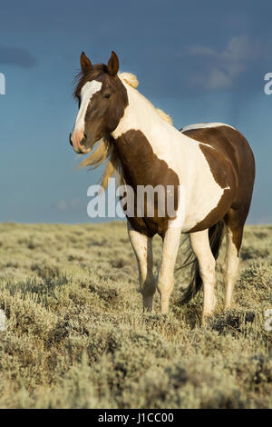 Mustang (Equus caballus ferus), stallone, pezzati in piedi nella Prairie, Wyoming USA Foto Stock