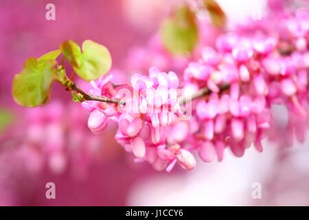 Molla fiore rosa Foto Stock