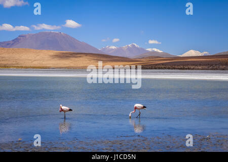 Fenicotteri rosa nel altiplano laguna sud Lipez reserva Eduardo Avaroa, Bolivia Foto Stock