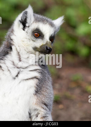 Anello per prendere il sole-tailed lemur in cattività (di Leeuwarden, in Olanda) Foto Stock