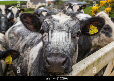 Una chiusura di una faccia di mucche in campo guardando la telecamera, Devon, Regno Unito,Inghilterra Foto Stock