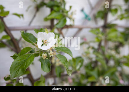 Apple Blossom sulla spalliera albero nella parte anteriore del muro bianco in primavera Foto Stock