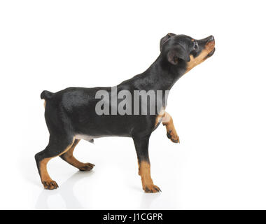 Miniature pinscher cucciolo isolato Foto Stock