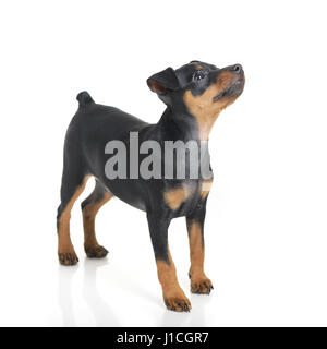 Miniature pinscher cucciolo isolato Foto Stock