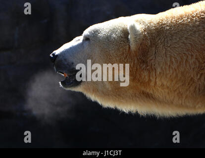 Orso polare allo Zoo di Cincinnati con il fiato condensa Foto Stock