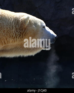 Orso polare allo Zoo di Cincinnati con il fiato condensa Foto Stock