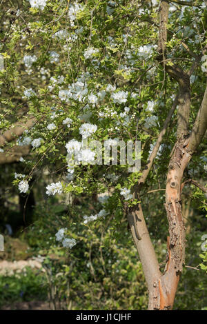 Exochorda x macrantha "sposa". Pearl bush "La sposa' fioritura in aprile. Oxford Giardini Botanici, Oxfordshire, Inghilterra Foto Stock