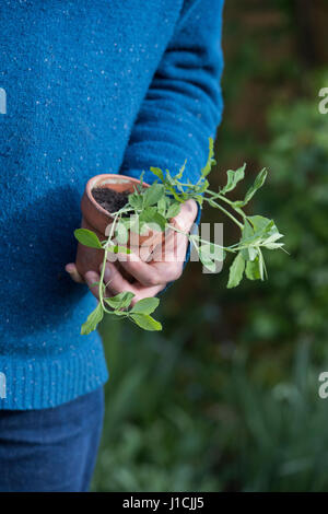 Giardiniere azienda giovane pisello dolce piante cresciute da semi in vasi per piante. Regno Unito Foto Stock