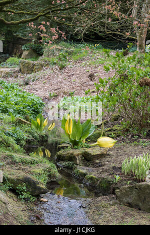 Lysichiton americanus. Giallo Skunk cavolo da un flusso a Batsford Arboretum, Moreton-in-Marsh, Cotswolds, Gloucestershire, Inghilterra Foto Stock