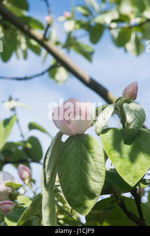 Cydonia oblonga. Mela cotogna 'Meechs prolifico' albero fiore in primavera. Regno Unito Foto Stock