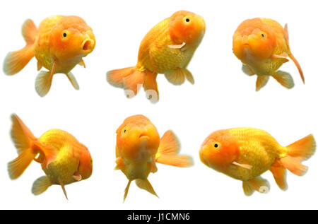 Un colpo di sei diverse pose di testa di leone goldfish Foto Stock